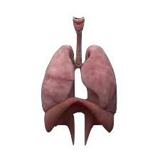 Anatomy of the lungs and diaphragm for breath works class