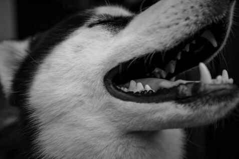 Husky dog in black and white picture breathing with mouth open and eyes shut