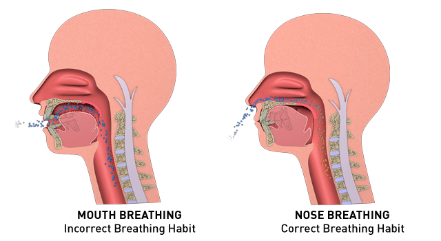 Anatomy diagram of breathing through the mouth and nose at the side view