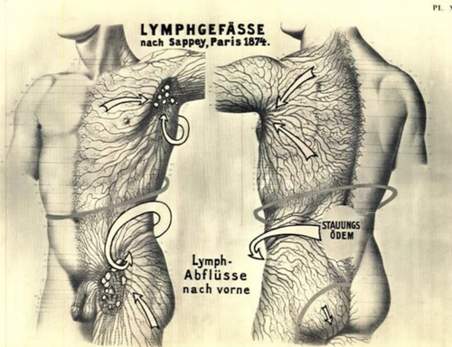 Lymphatic system 